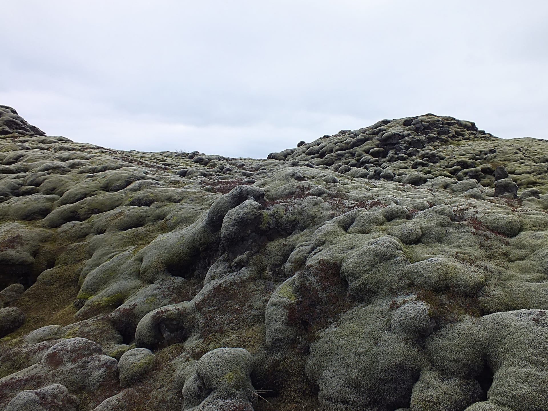 Moss-covered Eldhraun lava field in South Iceland