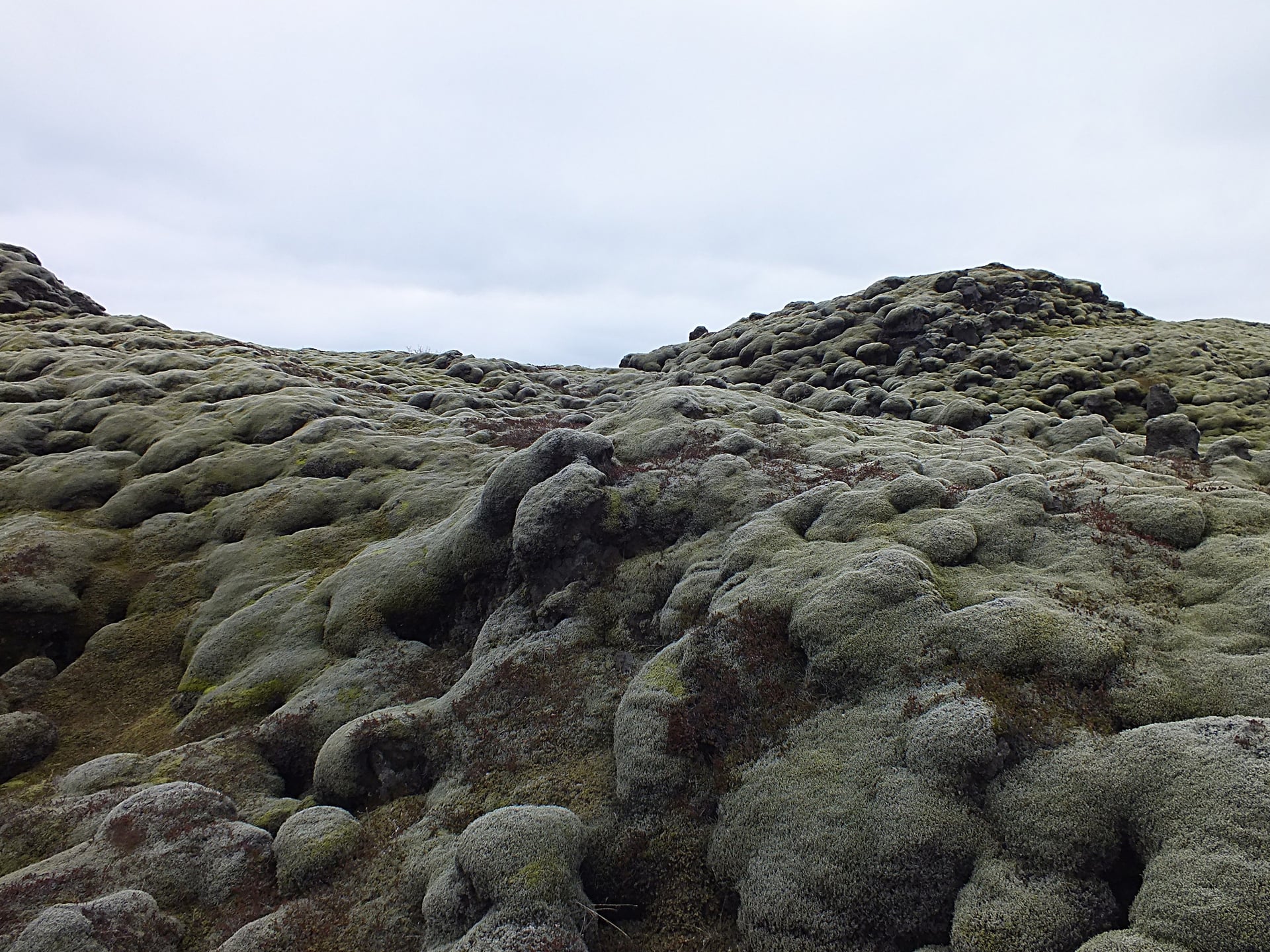Moss-covered Eldhraun lava field in South Iceland
