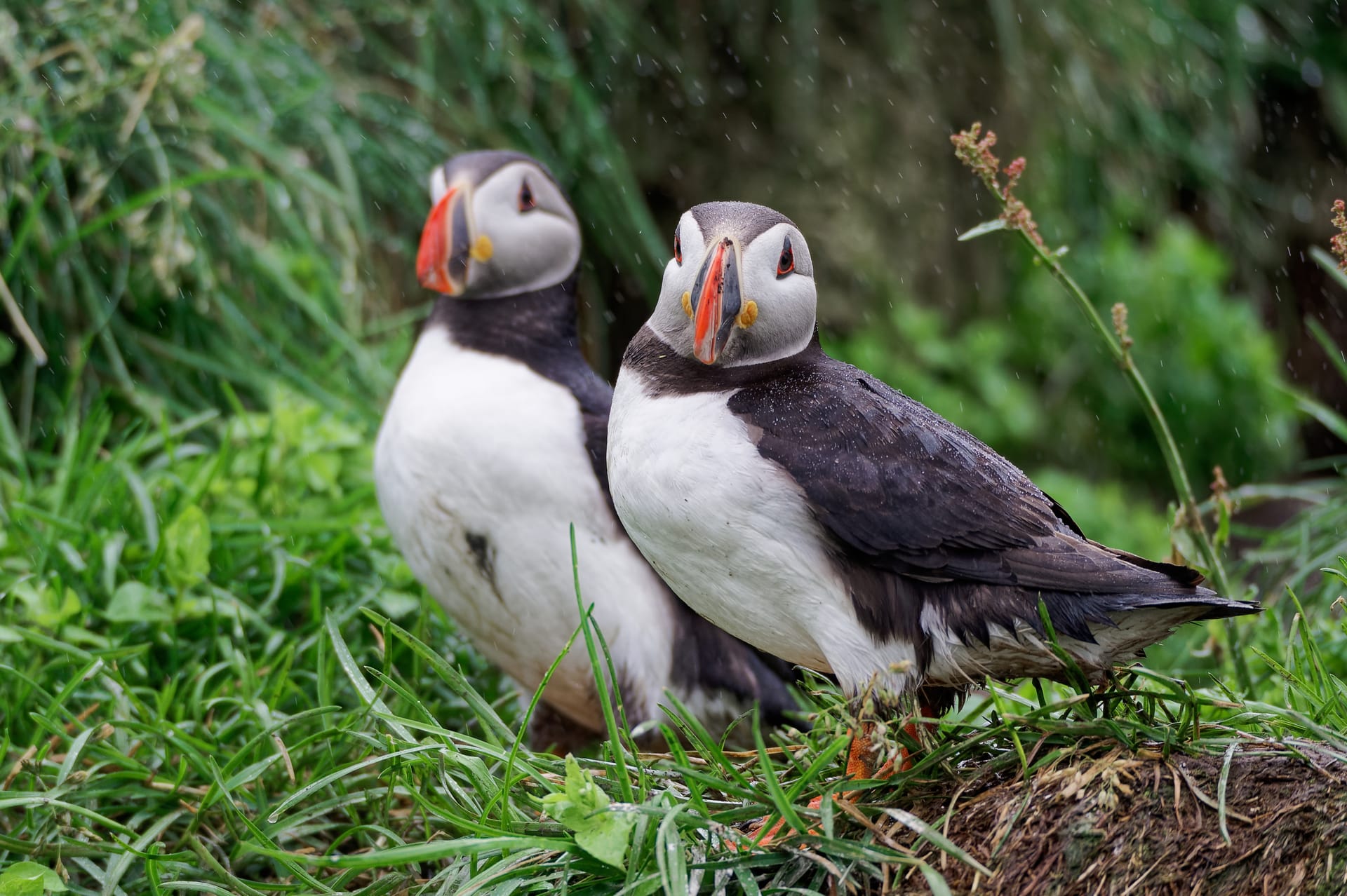 Atlantic puffins in Borgarfjörður Eystri at Hafnarhólmi