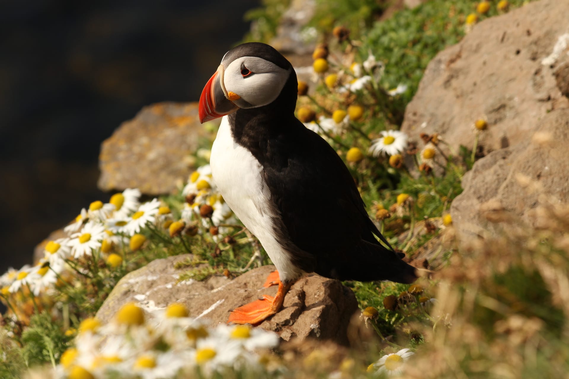 Látrabjarg bird cliffs in the Westfjords of Iceland