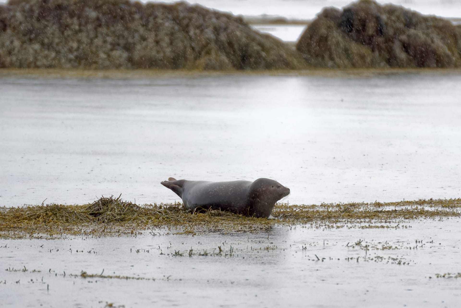 Harbor seal at Ytri Tunga Beach on the Snæfellsnes Peninsula in Iceland