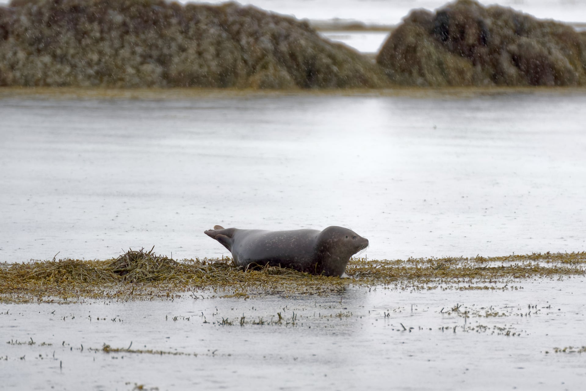Harbor seal at Ytri Tunga Beach on the Snæfellsnes Peninsula in Iceland